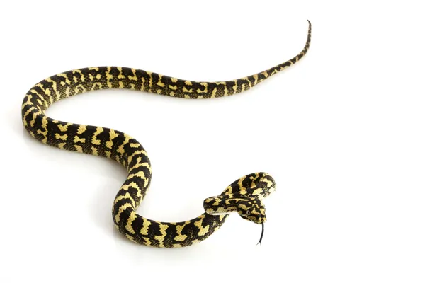 Jungle tapijt python — Stockfoto