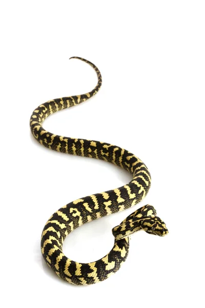 丛林地毯 python — 图库照片