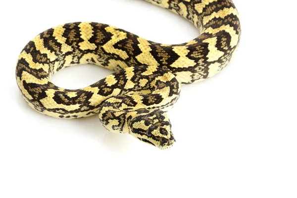 Python dywan dżungli — Zdjęcie stockowe