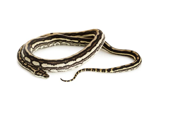三条带化的沿海地毯 python — 图库照片