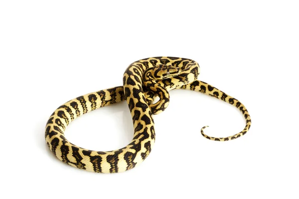 Διαμάντια ζούγκλα jaguar python — Φωτογραφία Αρχείου