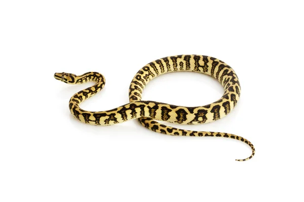 ダイヤモンド ジャングル ジャガー python — ストック写真