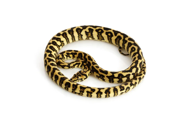 Python de jaguar de selva de diamante — Fotografia de Stock