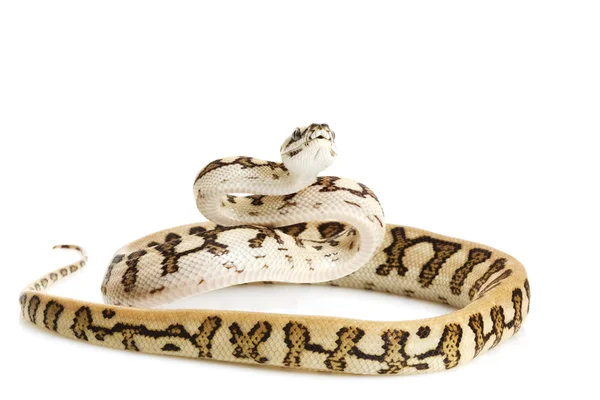 Striped Jaguar Costal Carpet Python — Stock Photo, Image