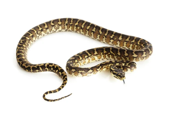 Iran Jaya Tappeto Python — Foto Stock