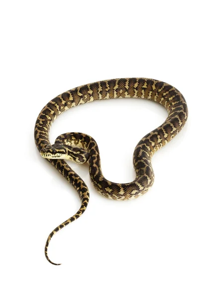 Iran Jaya Tappeto Python — Foto Stock