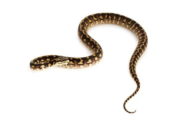 Iran Jaya Tappeto Python — Foto Stock