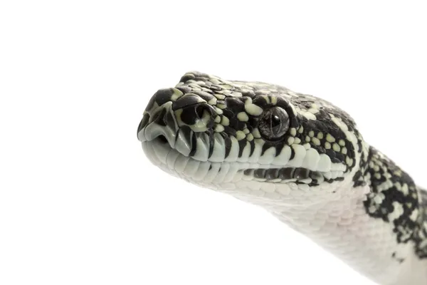 Diamond Python — Stock Photo, Image