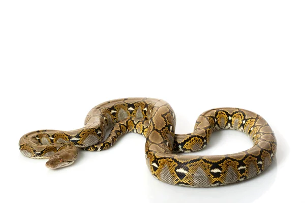 Reticulated Python — Stock Photo, Image