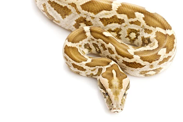 Indické rock python — Stock fotografie