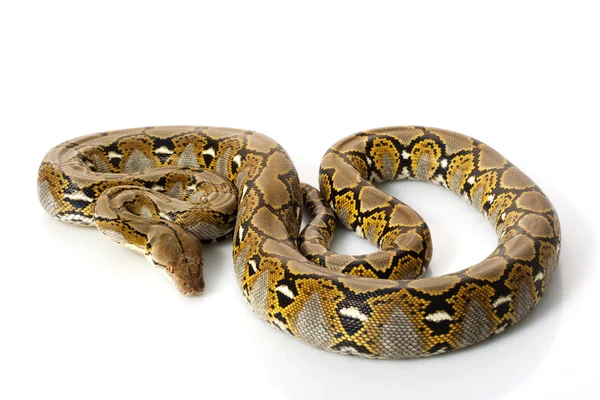 Reticulated Python — Stock Photo, Image