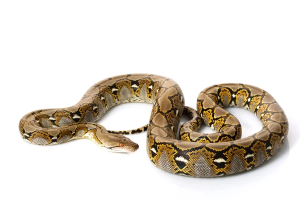 Reticulated python — Stockfoto