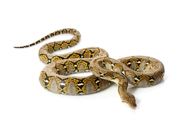 Reticulated Python — Stock Photo, Image