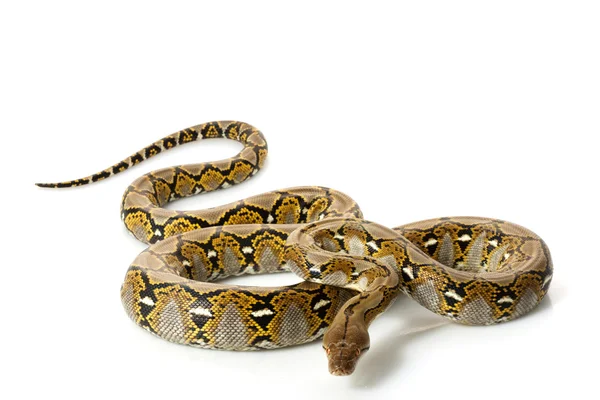 Reticulated Python — Stock Photo, Image