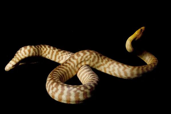 Kadını python — Stok fotoğraf