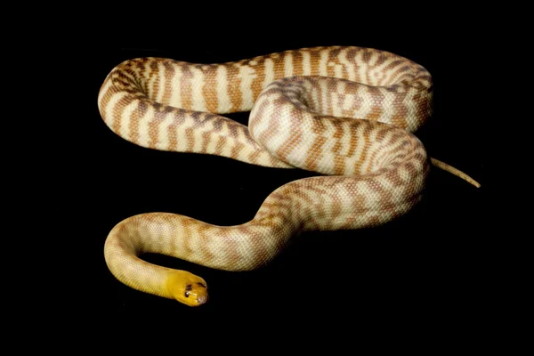 Woma python — Stock Photo, Image