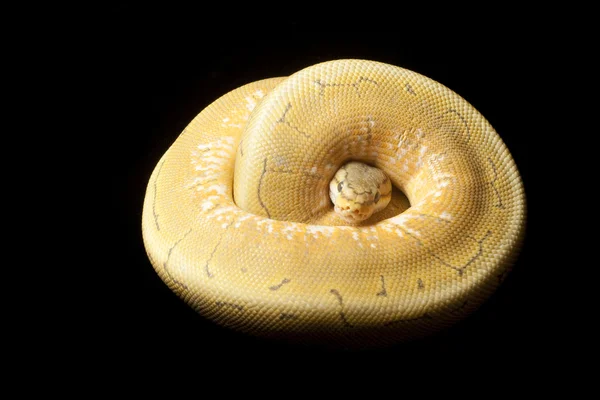 Ghost spinner ball python — Stock Photo, Image