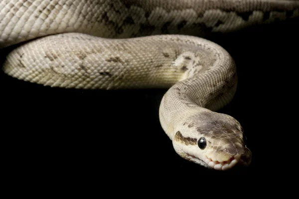 Python de boule à stries argentées — Photo