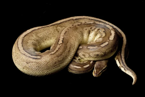 Pewter ball python — Stock Photo, Image