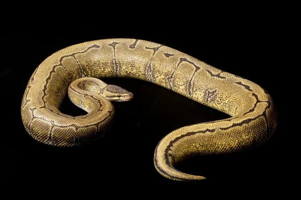 Stinger ledakan bola python — Stok Foto