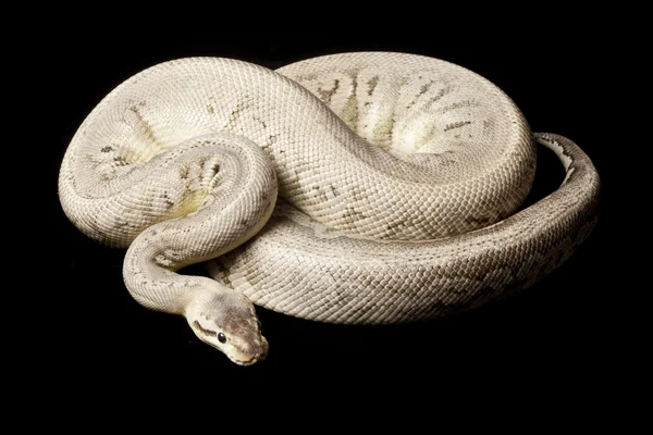 Ezüst csík ball python — Stock Fotó