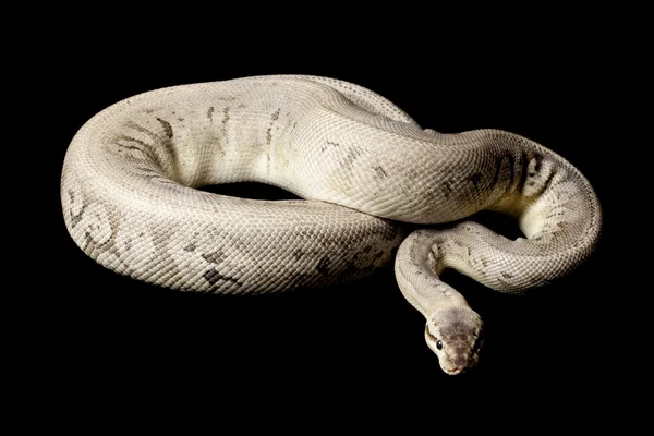 Silver streak ball python — Stock Photo, Image