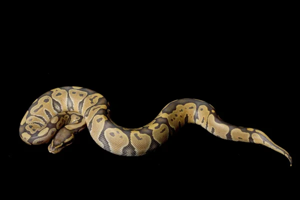Ghost ball python — Stock Fotó