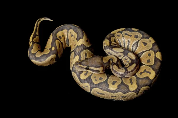 Python bola fantasma —  Fotos de Stock