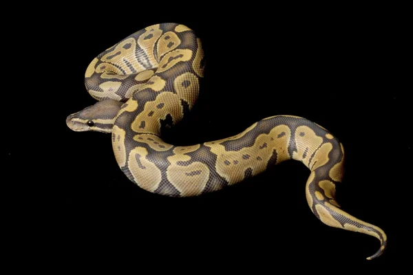 Ghost ball python — Stock Fotó