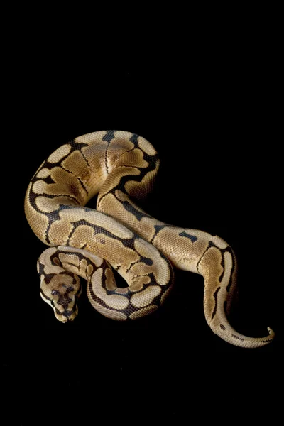 蜘蛛球 python — 图库照片
