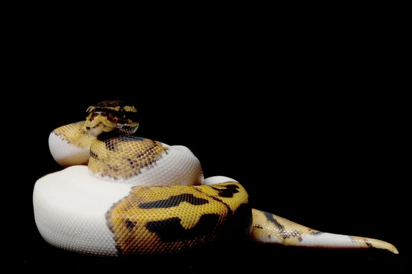 Piebald ball python — Stok Foto