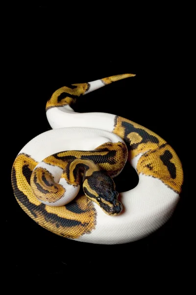 花斑球 python — 图库照片