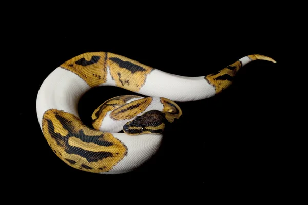 Python boule Piebald — Photo