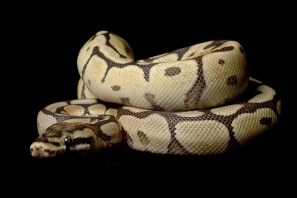 Örümcek mojave top python — Stok fotoğraf