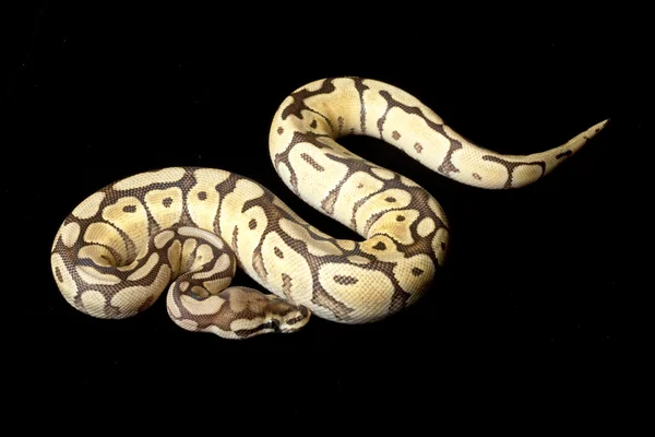 Spider Mojave ball python — Stockfoto