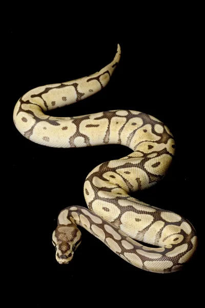 Spider Mojave bola python — Fotografia de Stock