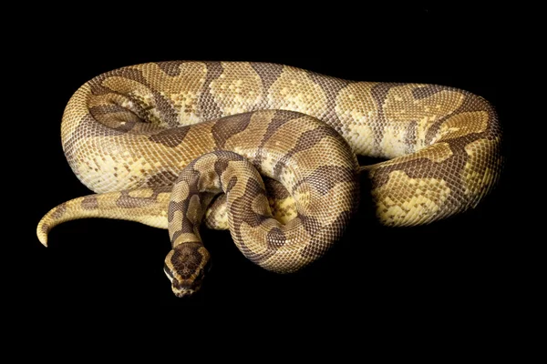 Super enchi míč python — Stock fotografie