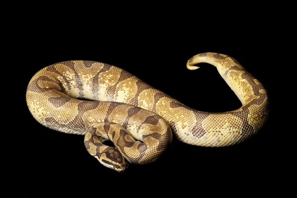 Super Enchi ball python — Stockfoto