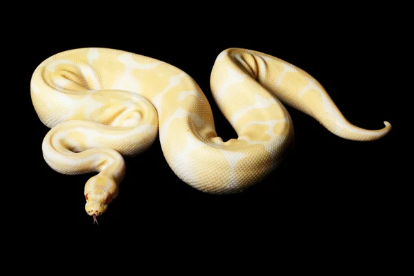 Albino Bola Python — Fotografia de Stock