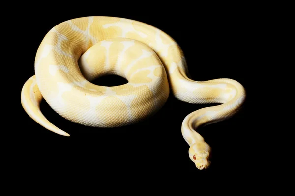 Albino Bola Python — Foto de Stock