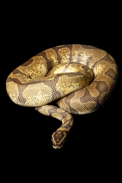 Süper enchi top python — Stok fotoğraf