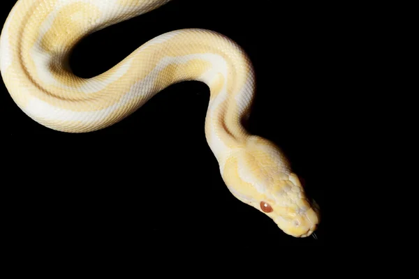 Albino Bola Python — Foto de Stock