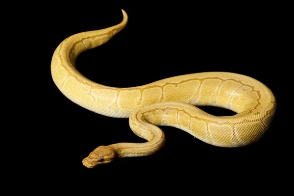 Pinstripe Caremal bola python — Fotografia de Stock