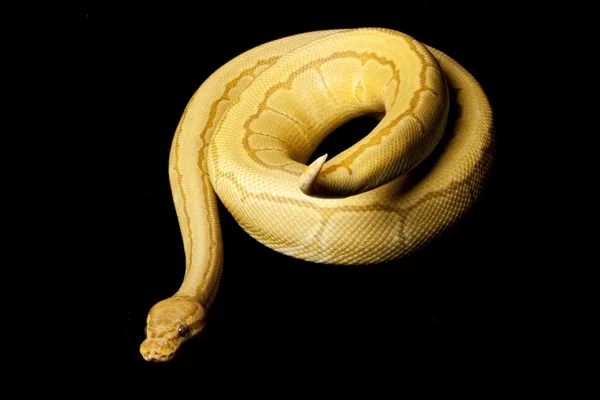 Pinstripe Caremal bola python — Fotografia de Stock