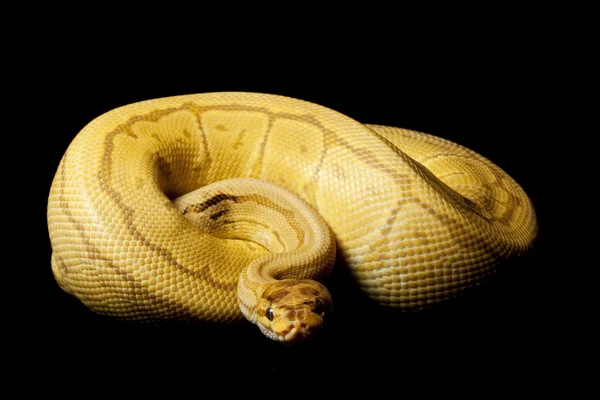 Caremal 条纹球 python — 图库照片