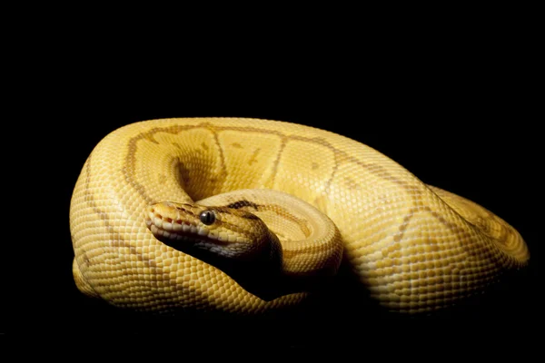 Caremal çizgili top python — Stok fotoğraf