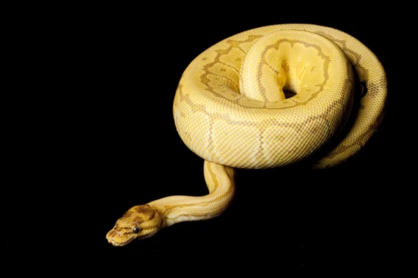 Caremal krijtstreep bal python — Stockfoto