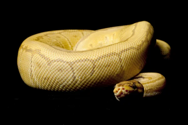 Caremal pinstripe ball python — Stock Photo, Image