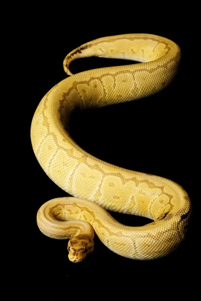 Caremal çizgili top python — Stok fotoğraf