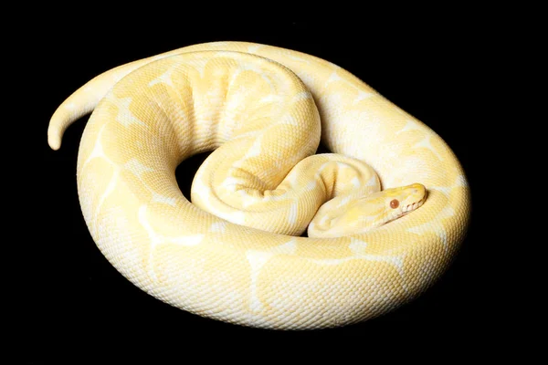 Albino örümcek top python — Stok fotoğraf